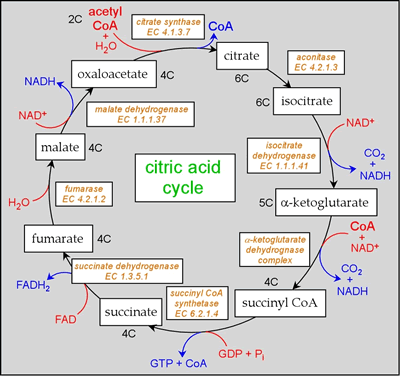 Overview of the citric acid cycle