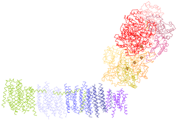 Structure diagram of bacterial Complex I, C-alpha trace