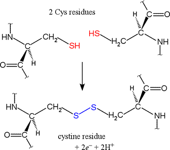 disulfide bond formation cysteine amino acids bonds reaction structure protein reduced biology forums two half definitions index gif getting biochem