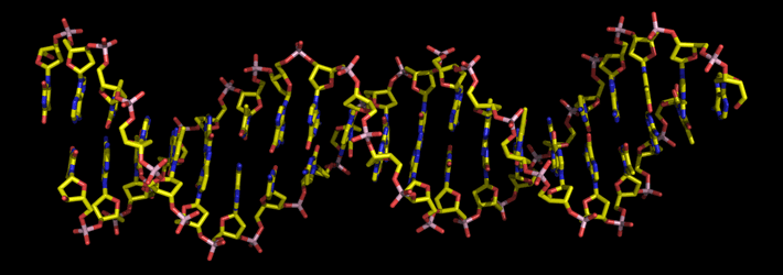 Model of double-stranded B-form DNA