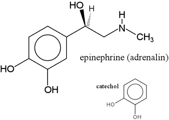 Structural diagram of epinephrine, showing its relation to catechol