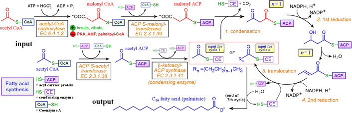 fatty-acid-synthesis