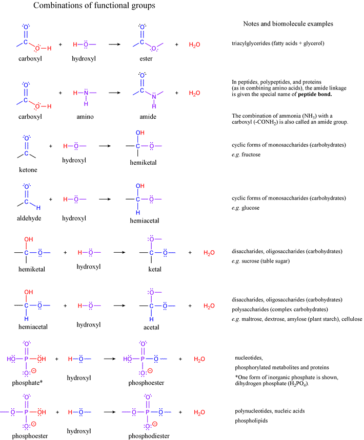 Combinations of functional groups or linkages between important functional groups in biochemistry