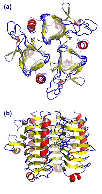 Two views of the ribbon representation of the gamma CA structure