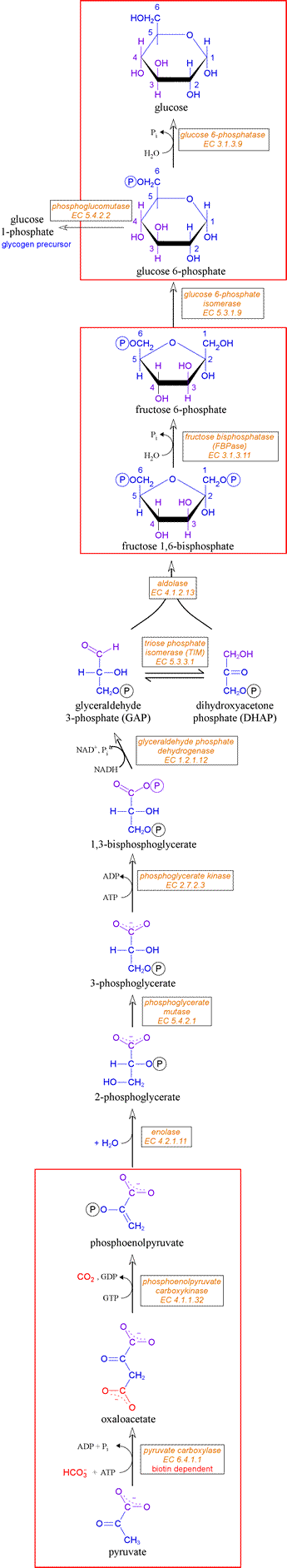 Diagram of gluconeogenic pathway with reactions, structures of intermediates, and enzyme names