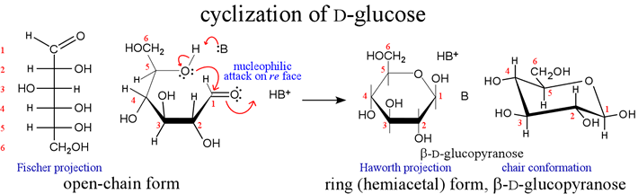 Structural diagram of cyclic hemiacetal formation for D-glucose