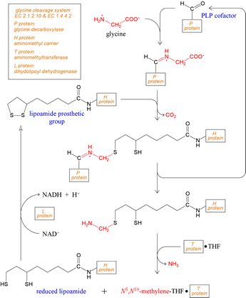 Glycine Decarboxylase Complex