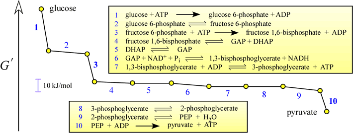 Energy diagram, representing the decrease in free energy for each of the 10 steps