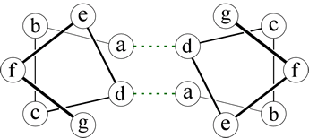 Helical wheel diagram representing a coiled-coil dimer of alpha-helices