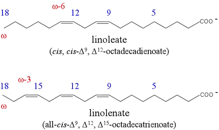 Structural formulas of linoleate and linolenate
