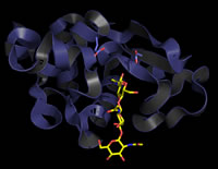 Image of hen egg white lysozyme complex with NAG3