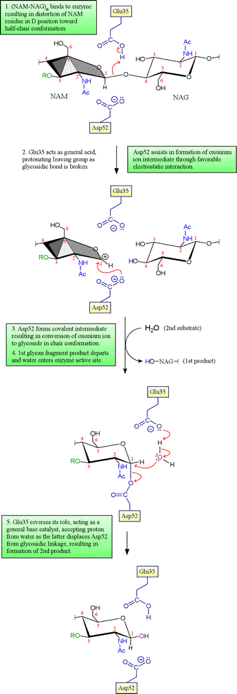 Proposed mechanism of lysozyme, including covalent intermediate