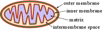 Schematic drawing of a mitochondrion
