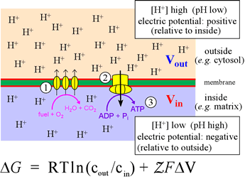 Schematic summary of oxidative phosphorylation, illustrating the transmembrane pH difference and its relation to the electron transport chain and ATP synthesis