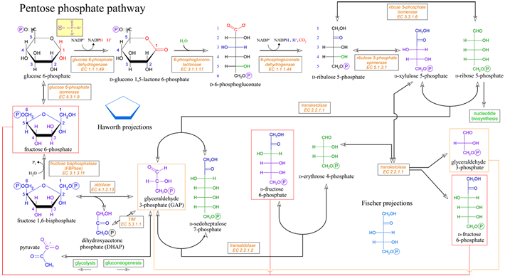 Fate Of Glucose