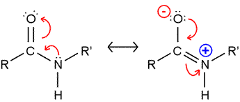 Peptide Bond Diagram