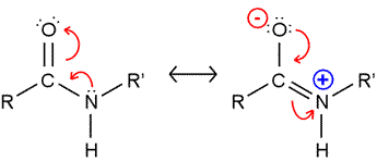 Structural diagram of the peptide bond resonance forms