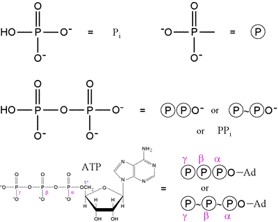 phosphate phosphoryl inorganic biochemistry