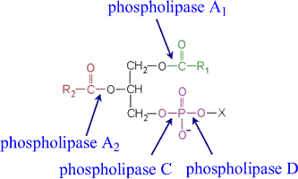 Phospholipases A1; Lecithinase A1