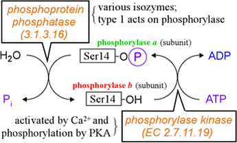 Regulation of glycogen phosphorylase by reversible phosphorylation