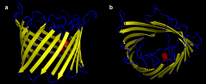 Two views of a ribbon representation of the porin structure