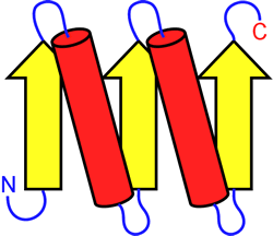 An example of a protein topology diagram
