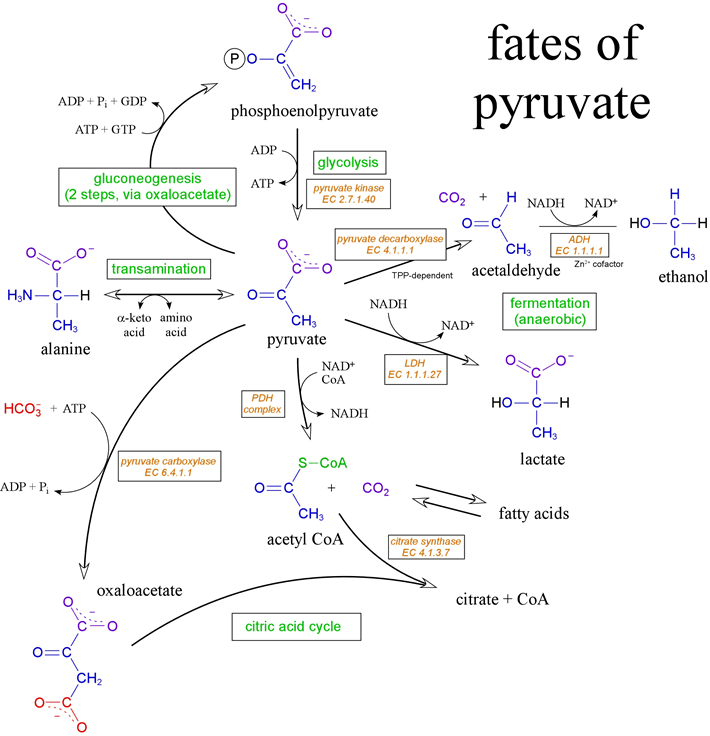 In the latter case, pyruvate can be reduced by NADH, as catalyzed by lactate 