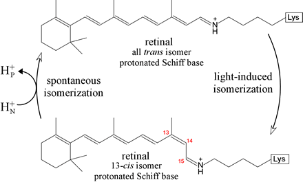 Retinal isomerization structural diagram