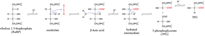 Mechanism of RuBisCO reaction