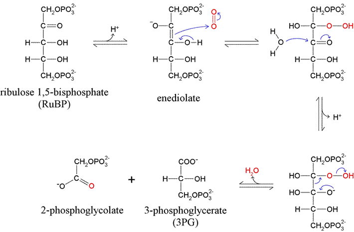 Diagram of mechanism for oxygenase reaction catalyzed by RuBisCO