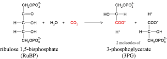 The reaction catalyzed by RuBisCO, with structural formulas