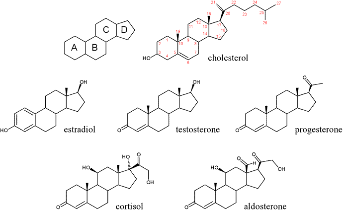 Estradiol Structure