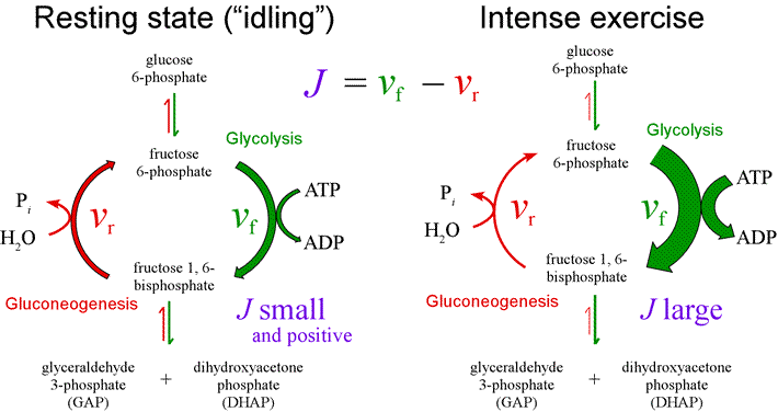 substrate-cycling-futile-cycling