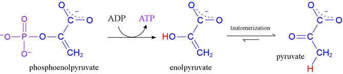 Diagram of substrate-level phosphorylation reaction involving phosphoenolpyruvate (PEP)