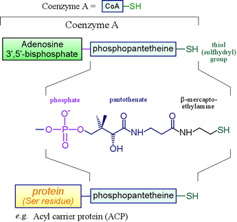 Diagram of biochemically-important thiols based on phosphopantetheine