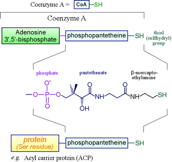 acyl carrier protein