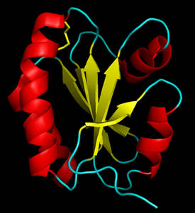 Ribbon diagram of thioredoxin