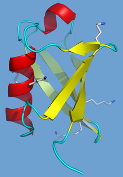 Structure of ubquitin - ribbon diagram